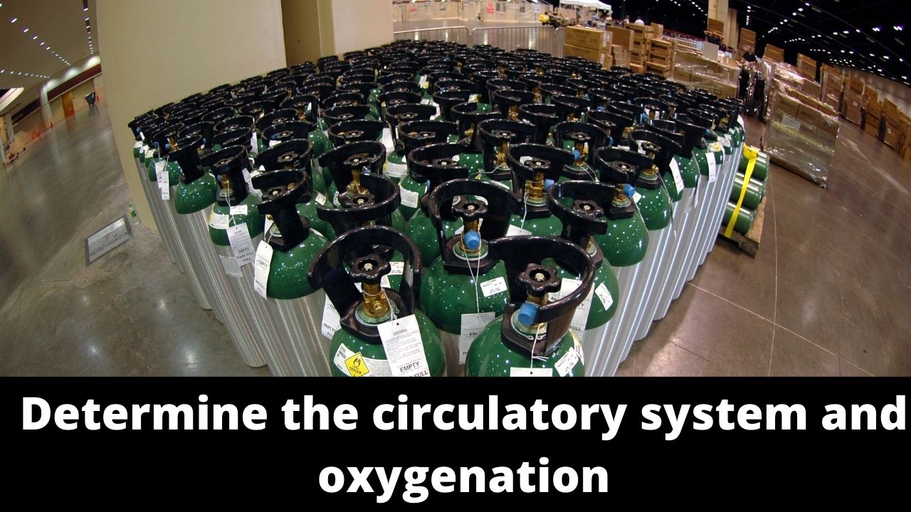 Determine the circulatory system and oxygenation